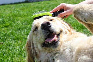 Welcome to MyFamilyPets.com: Everything They Need, All in One Place