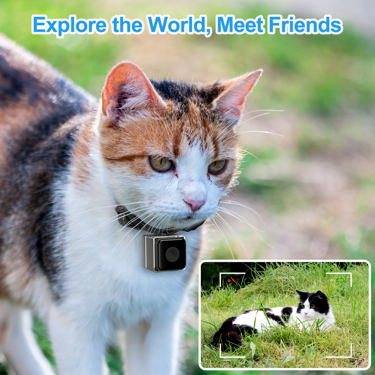 Cat collar camera