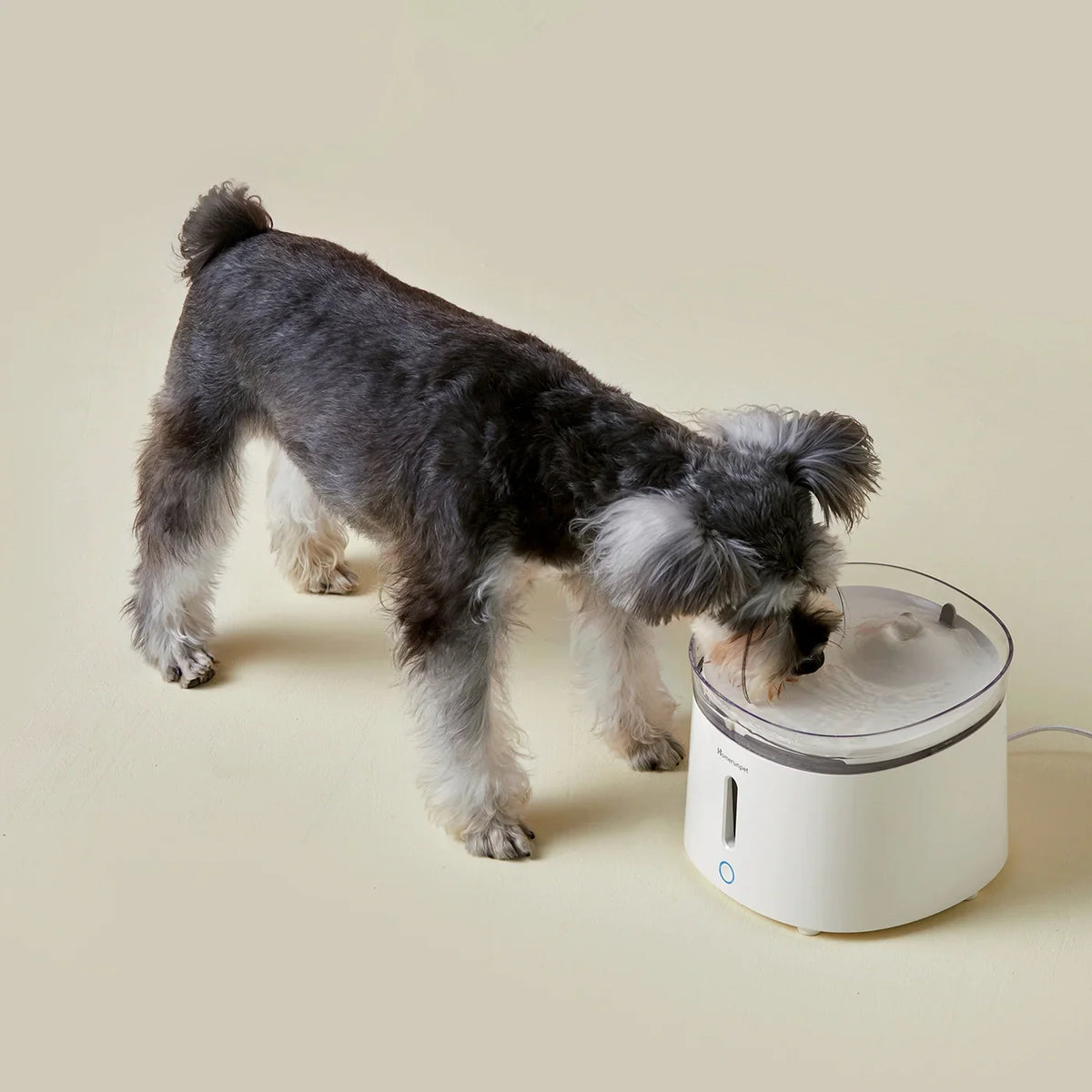 Dog water fountain for small dogs
