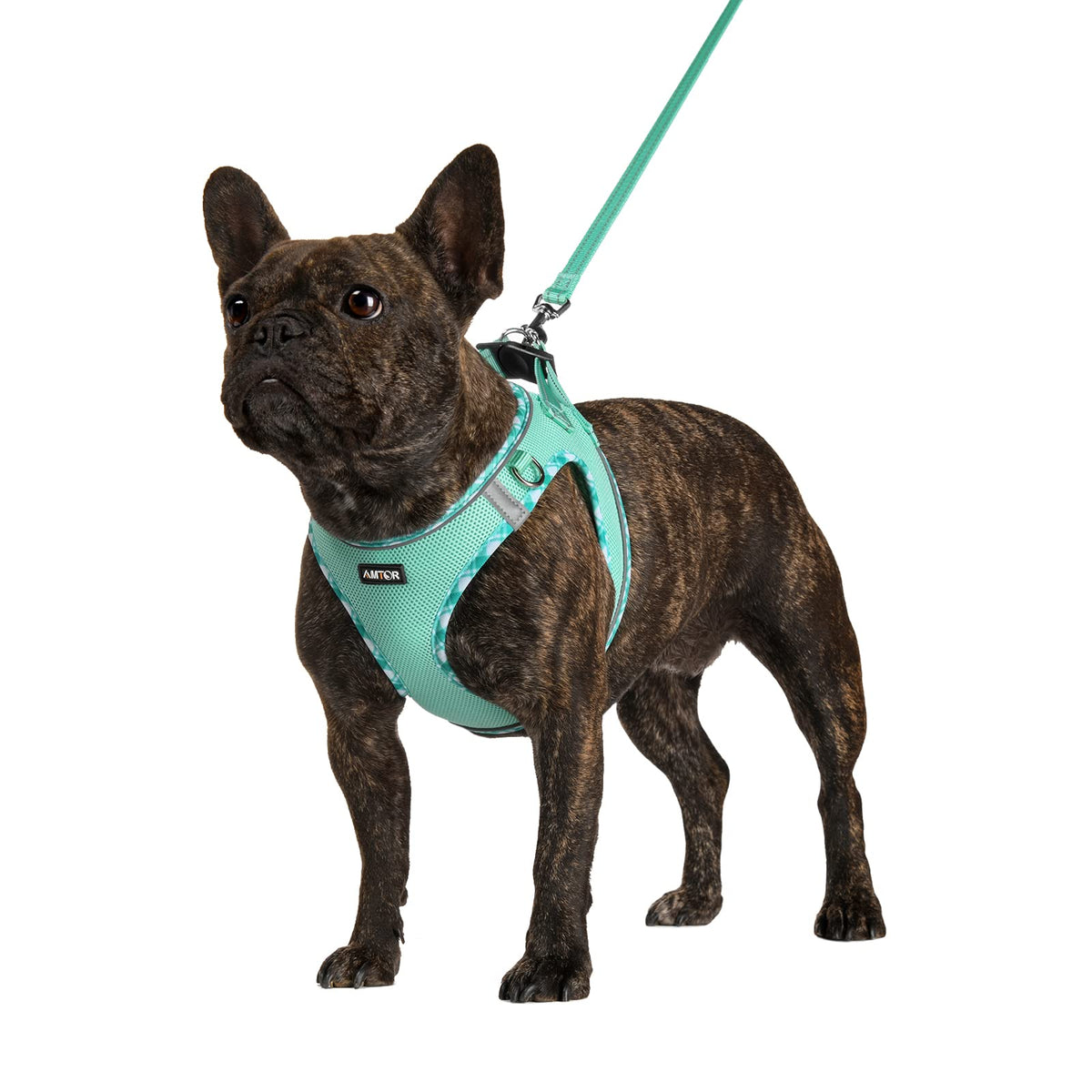Dog collar harness