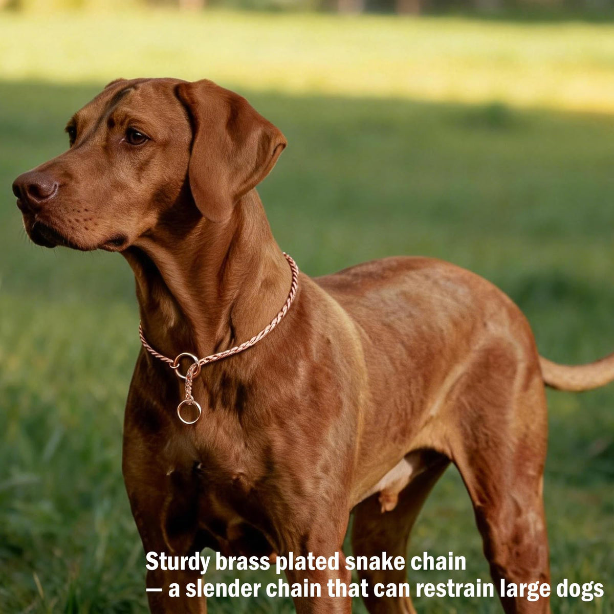 dog collars slip/choke collar