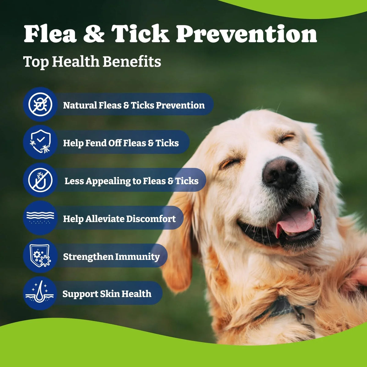 Dog health and flea prevention.
