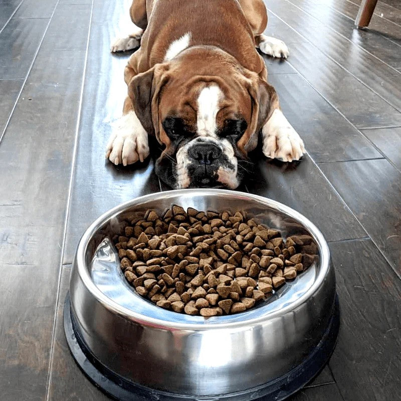 Dog Feeding Bowls