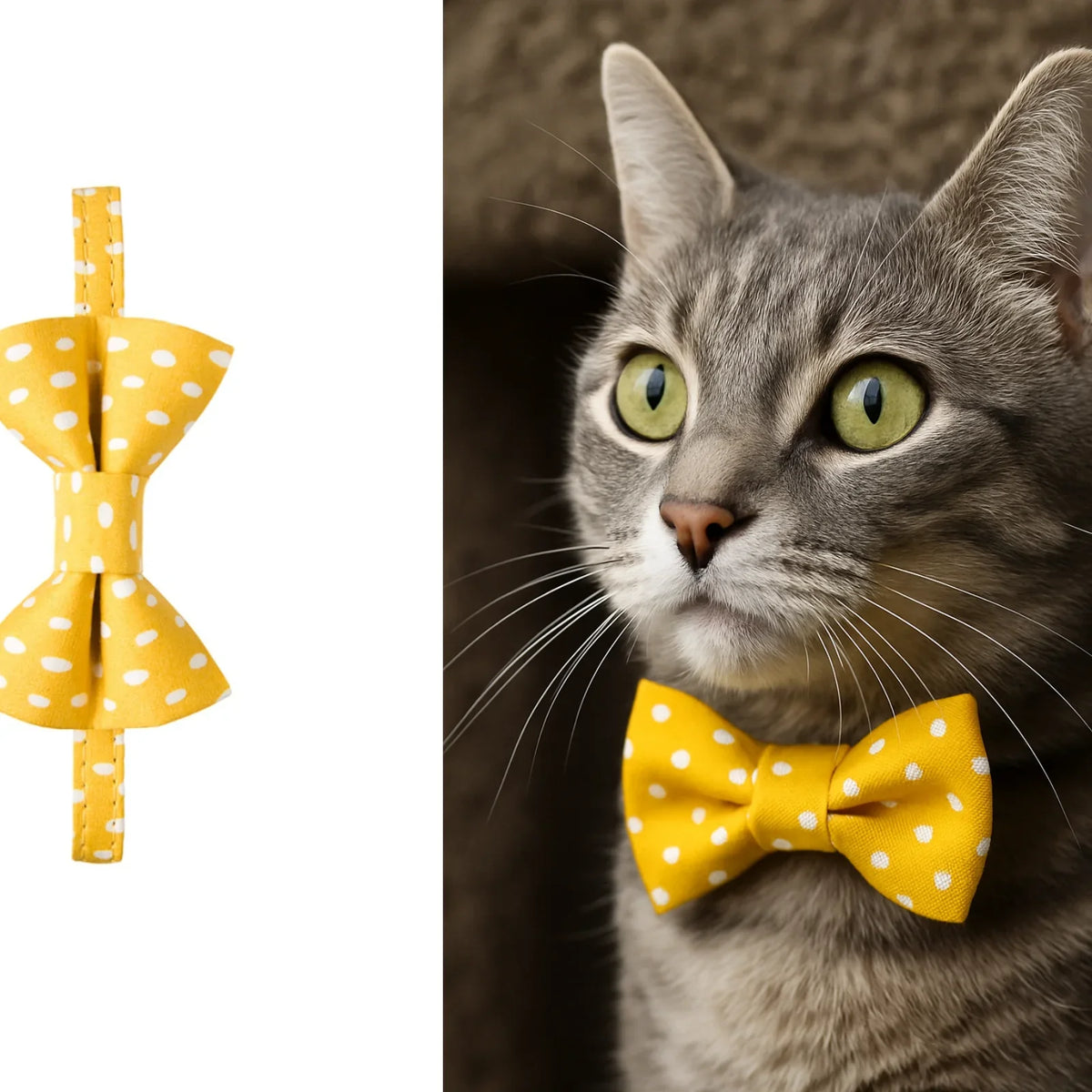 Cat Collar