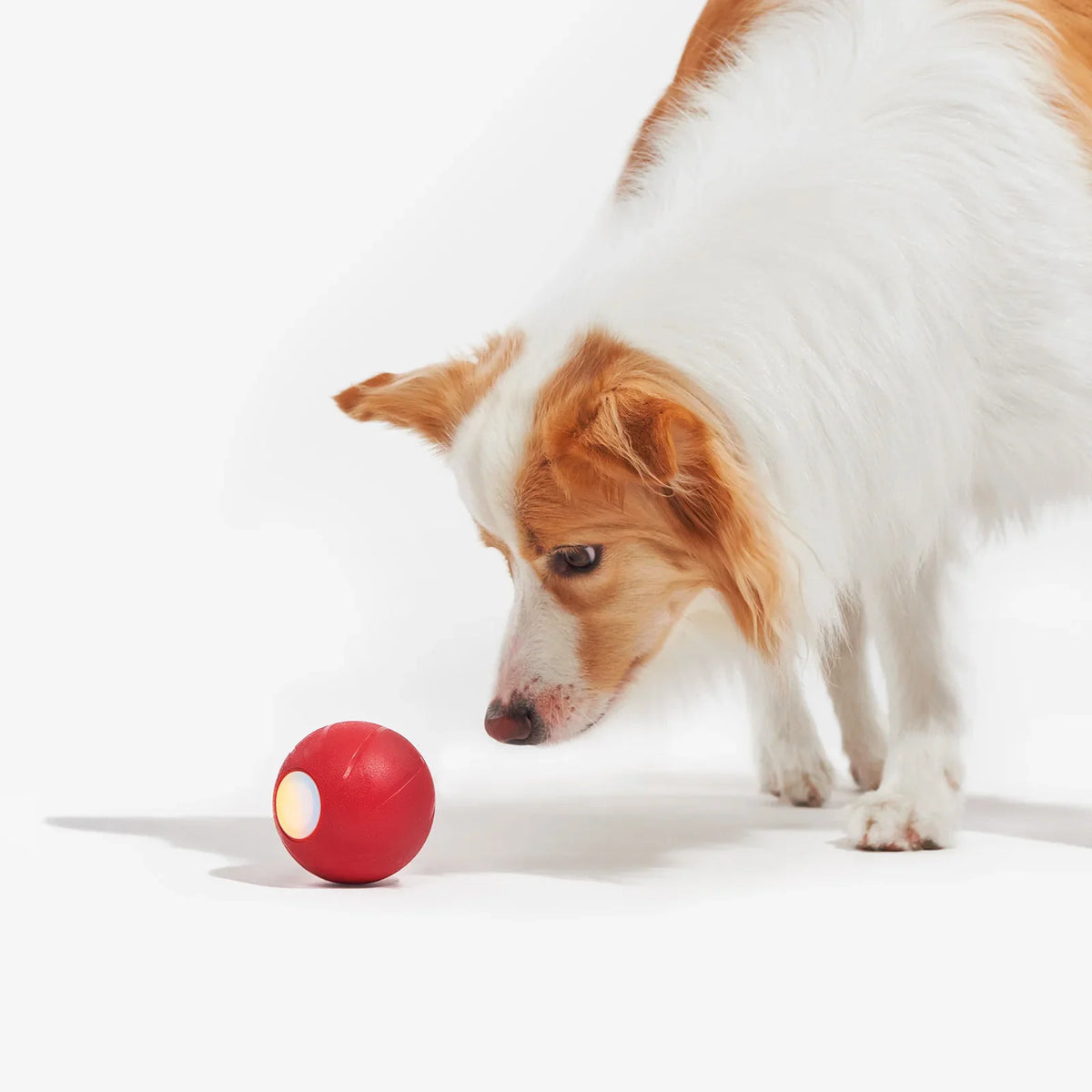 Dog interactive ball