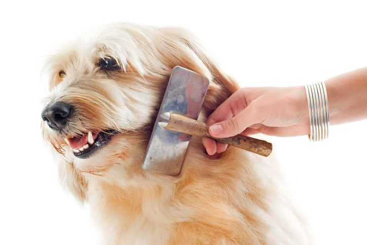 Dog brush grooming