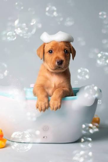 Dog shampoo
