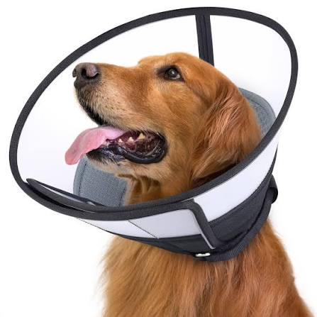 Dog Elizabethan cone collar